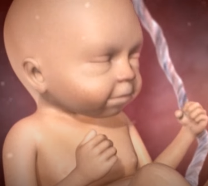 胎児は発生初期から人間なんです